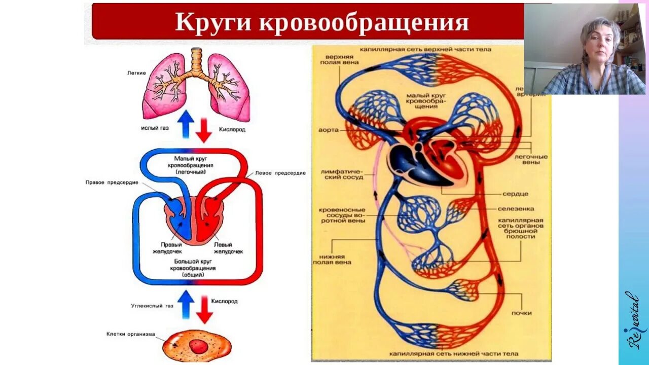 Схема большого круга кровообращения у человека. Малый и большой круг кровообращения человека схема. Малый круг кровообращения 8 класс биология. Малый круг кровообращения человека 8 класс. Простейшие кровообращения