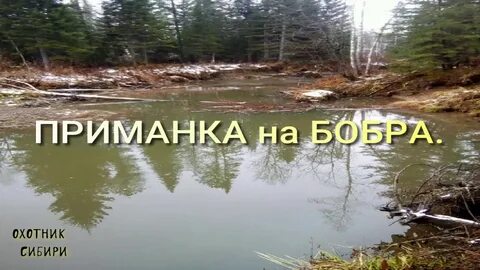 Бобровая приманка