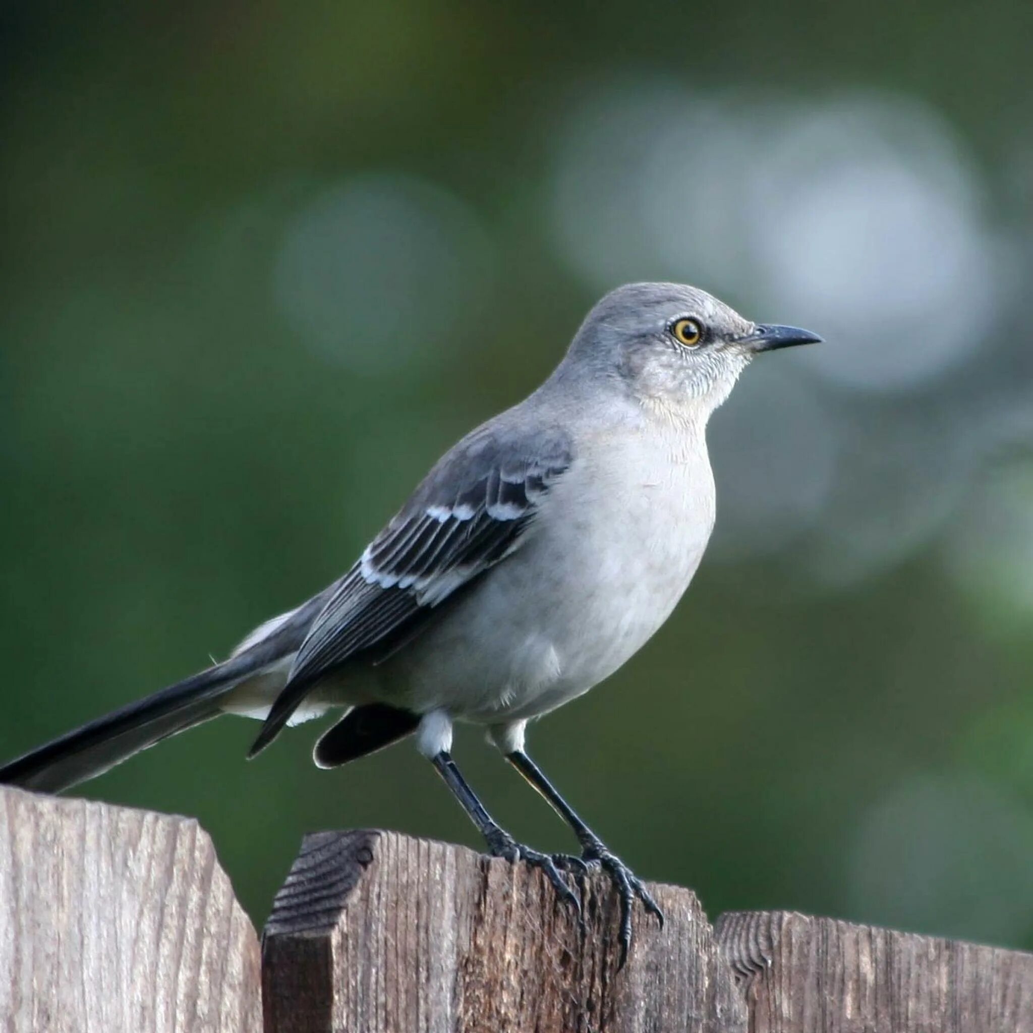 Пересмешник автор. Пересмешник автор. Пересмешник белохохлатый дрозд. Тевис у. Белобровый певчий пересмешник.