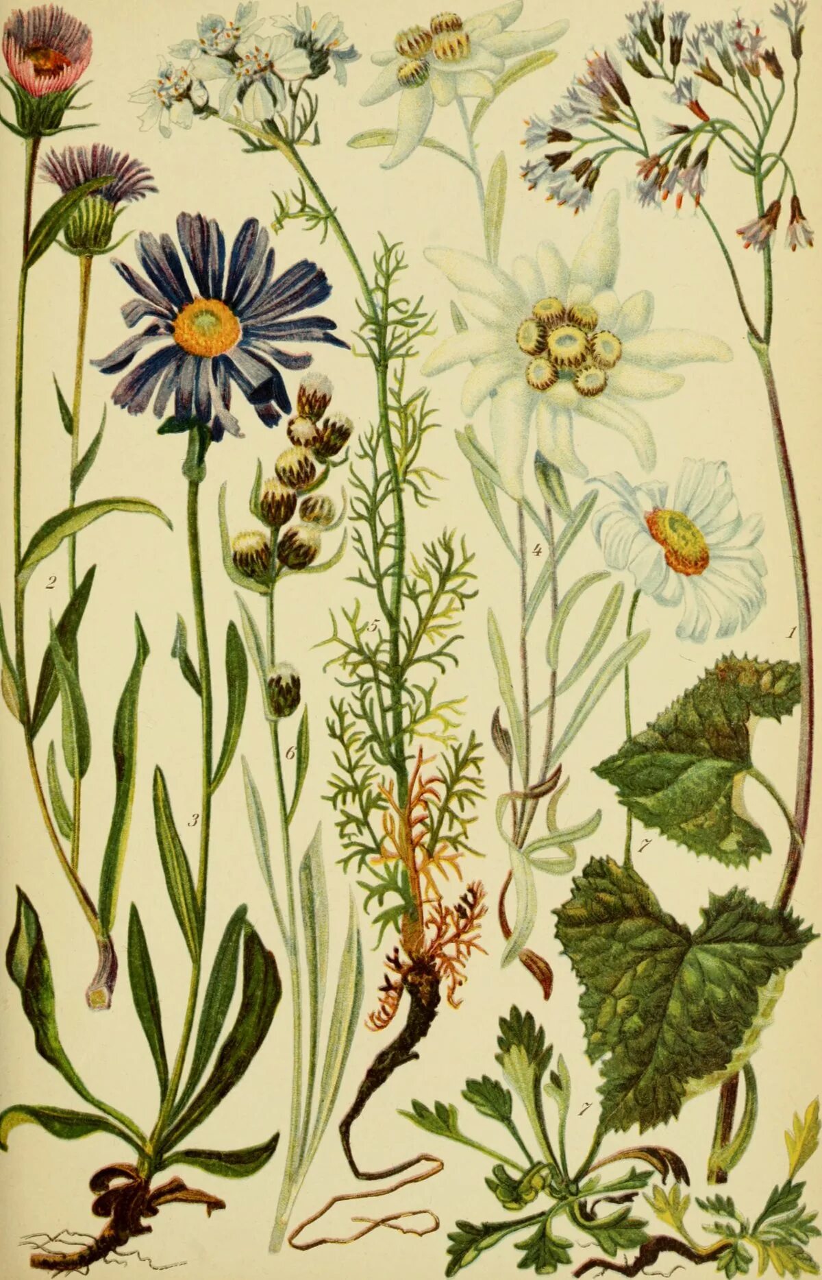 Ботанические растения. Alpine aster botanical. ботанические иллюстрации винтаж. ботанические иллюстрации растения винтаж. полевые цветы ботаника.