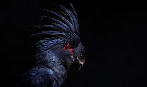 Black parrot