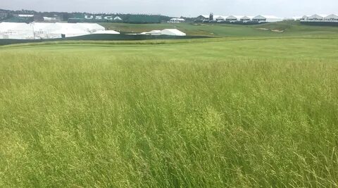 Wild grass