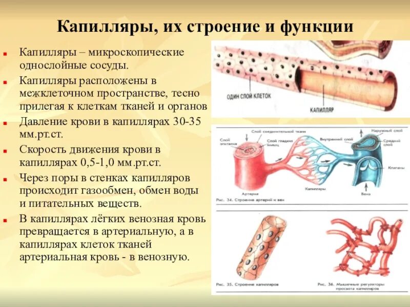 Особенности строения артерий вен. Строение сосудов артерия Вена капилляр. Строение оболочки кровеносного капилляра. Артерии строение и функции. Классификация кровеносных сосудов, их строение и функции.