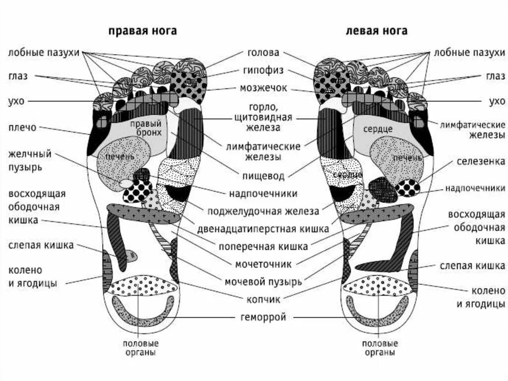 Точки на подошве ног. Проекция органов на стопе. Схема органов на стопе. Точки внутренних органов на стопе. Схема внутренних органов на стопе.