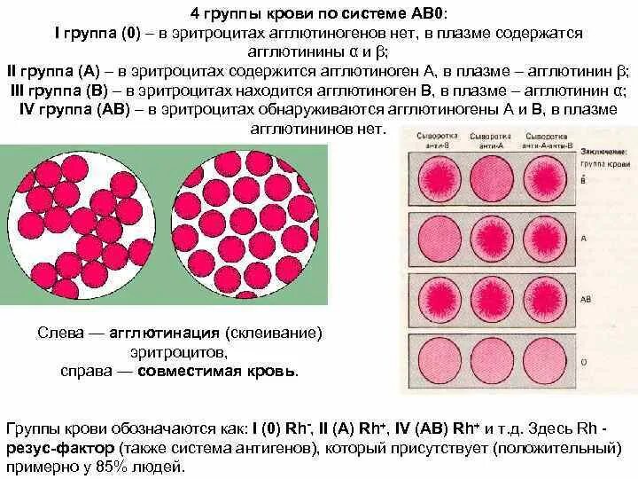 Белок определяющий группу крови. Система ab0 группы крови. Группы крови по системе ab0. Для II группы крови по системе ав0 характерно. Система крови ab0.