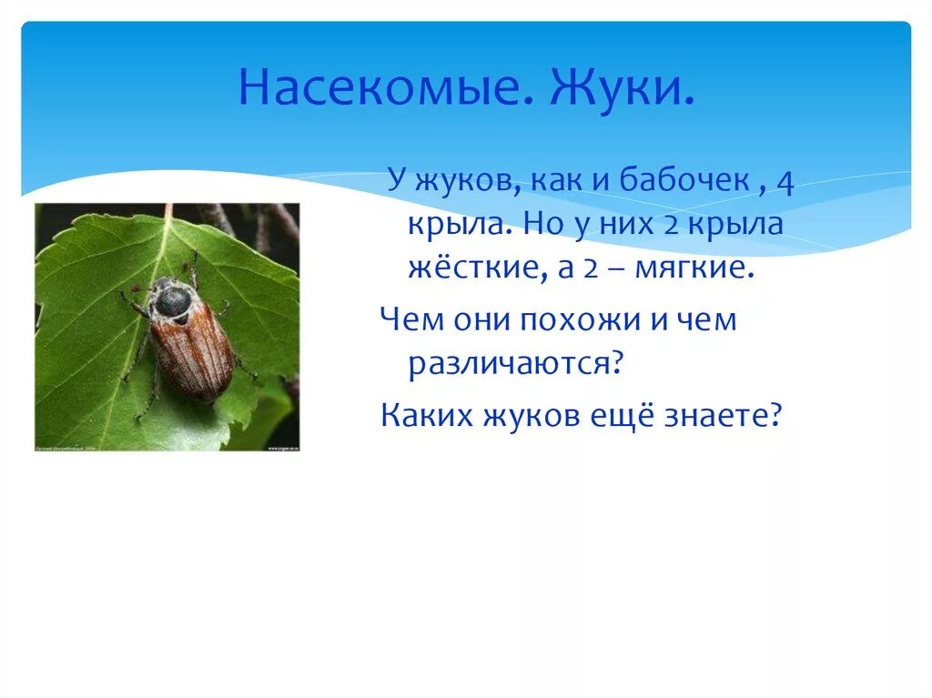 Какой группе относятся жуки. Сравнение Жуков и бабочек. Каких Жуков. Насекомые жуки 2 класс. Сравнение бабочки и жука.