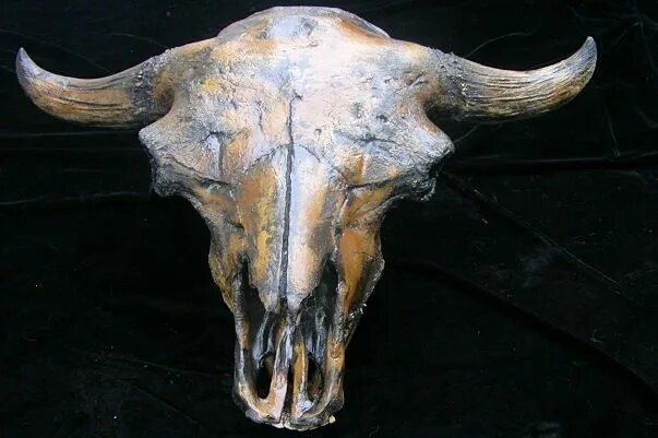 Bison antiquus. Бизон латифронс древний. Череп бизона