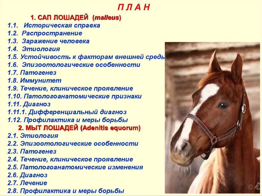 Кроссворд по произведению о чем плачут лошади. План лошади. Чертеж лошади из дерева. План лошади. Конюшня планировка.