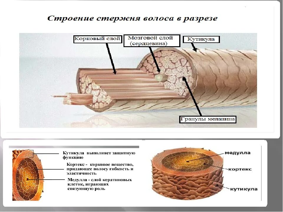 Схема строения стержня волоса. Строение волоса. Волос строение волоса. Строение стержня волоса в разрезе. Кортекс волос