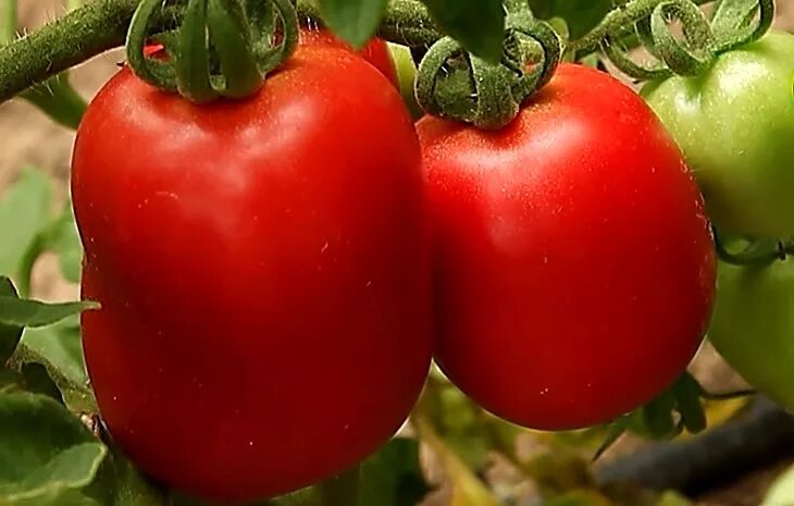 Семена томат Столыпин. Столыпин томат f1. Сорт помидор столыпин