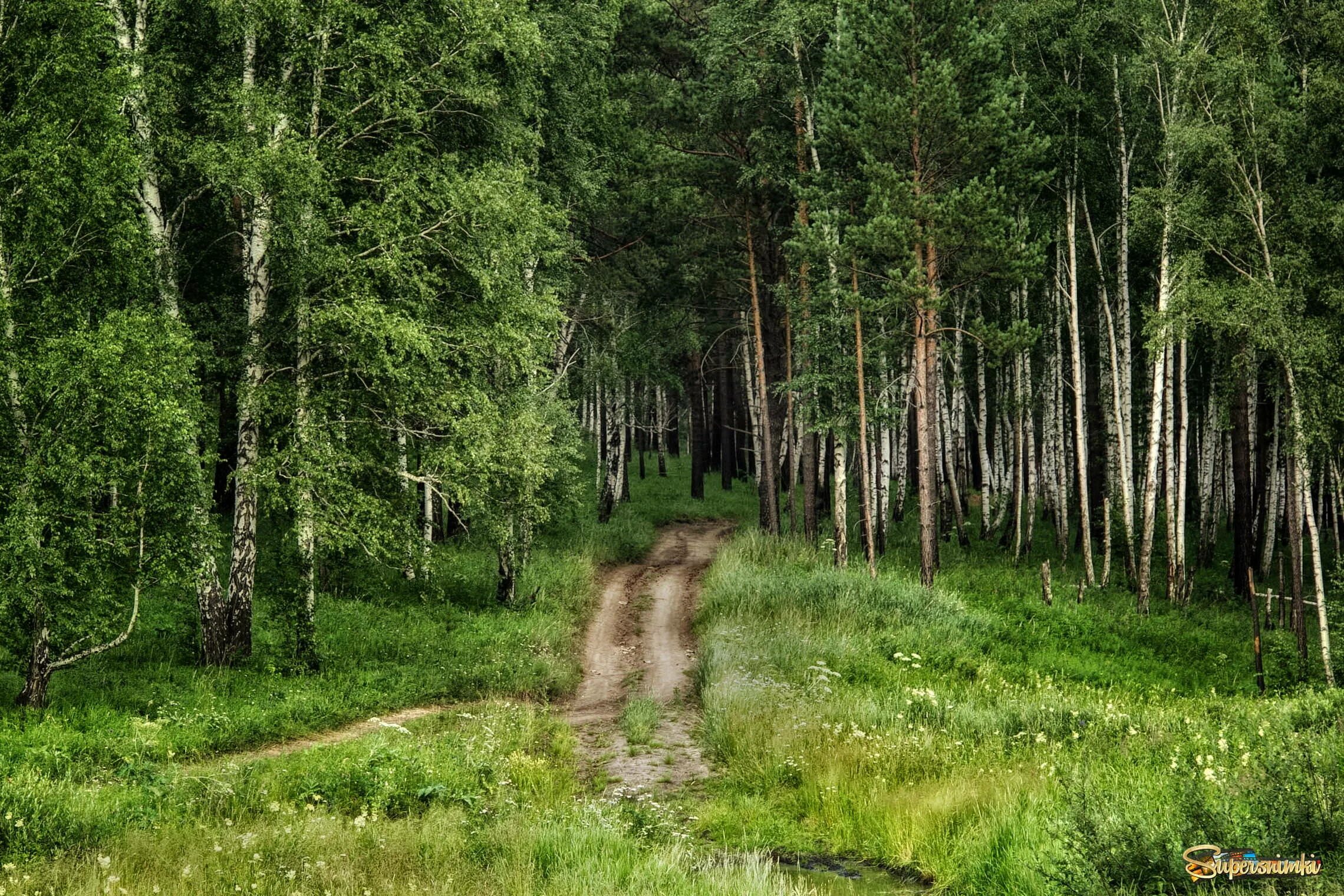 кедровая падь мхи. июльский лес. леса вязниковского района. сосновый бор саратов лес. летний лес.