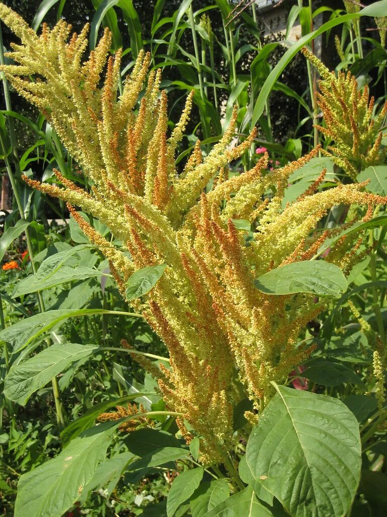 Amaranthus cruentus (Red Amaranth) :  the online Flora of t