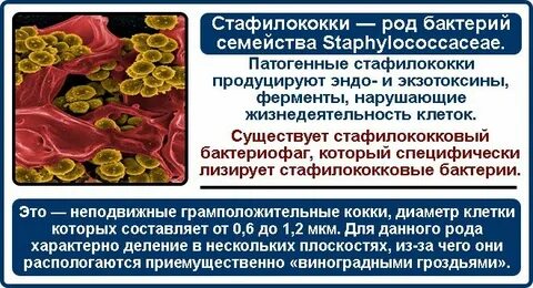 Бактериальный простатит лечение