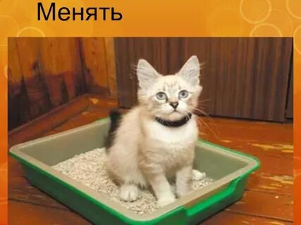 Сходи в лоток