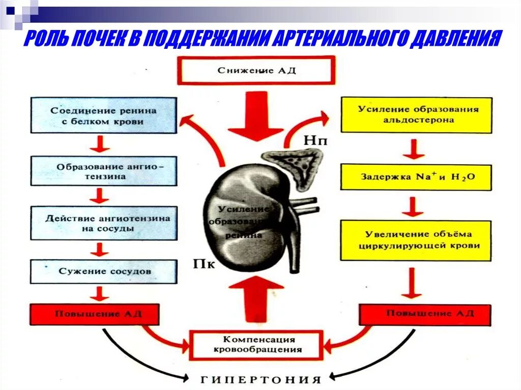 Каковы основные нарушения работы почек. Регуляция давления почками механизм. Механизм регуляции почечного давления. Механизм регуляции артериального давления в почках. Почечная система регуляции ад.