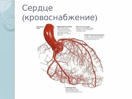 Коронарные сердечные артерии