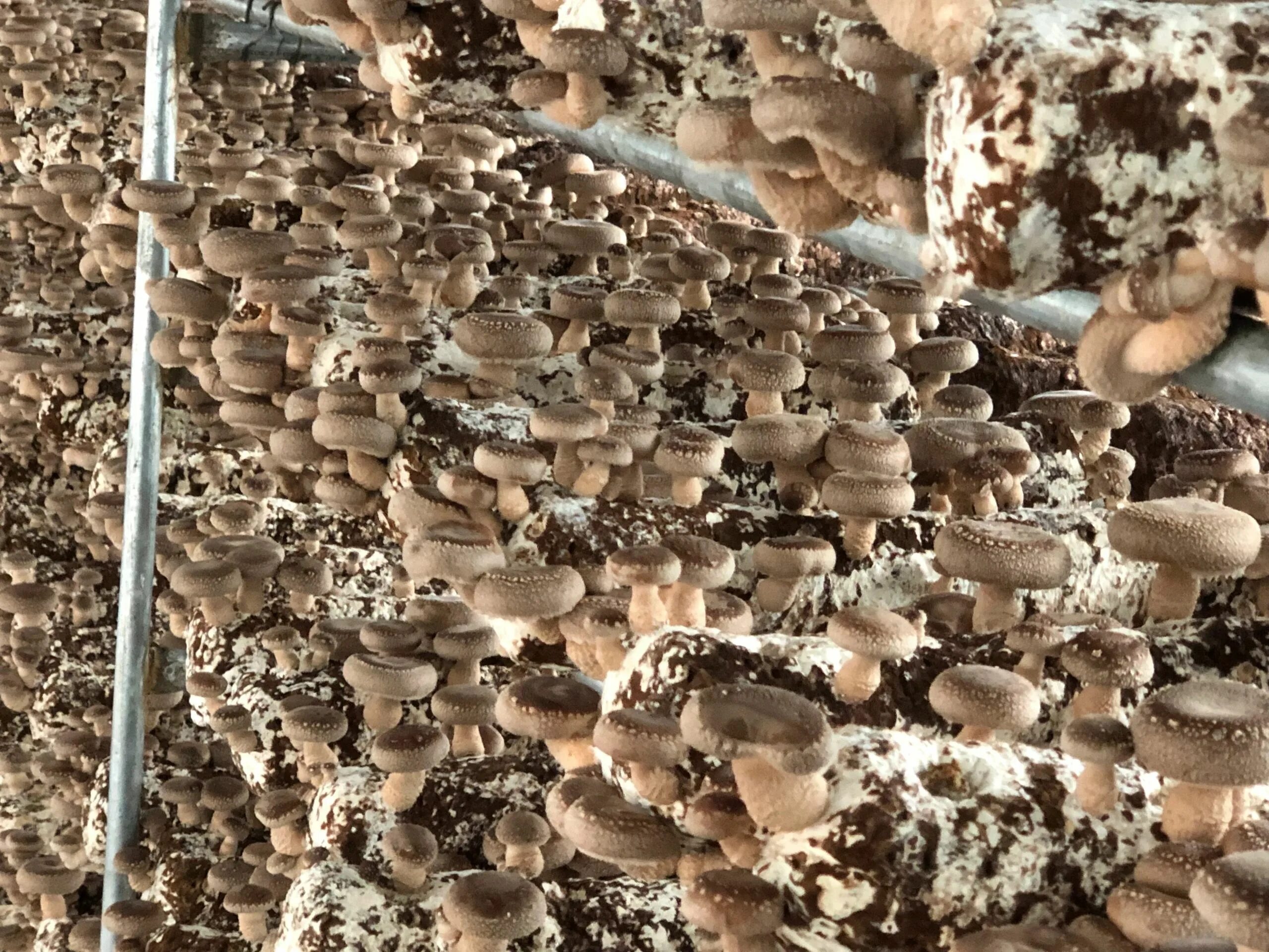 Корейские грибы шиитаке. Древесные грибы шиитаке. Древесные грибы китайские шиитаке. Бутунти шиитаке.