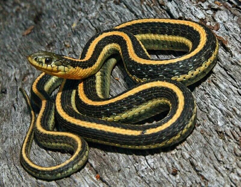 Скорпион ящерица. Thamnophis atratus. Ящерица змея. Змееподобная ящерица полосатая. Желтая Земляная змея.