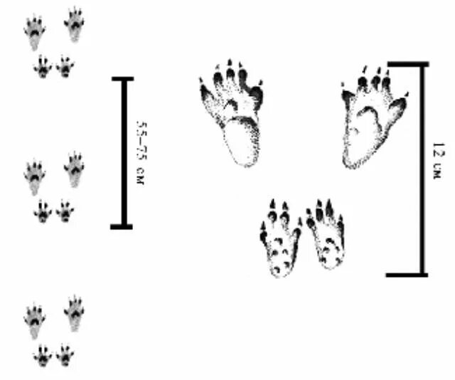 Поверни следы. Следы белки. следы животных на снегу белки. беличьи следы. следы зайца на снегу.