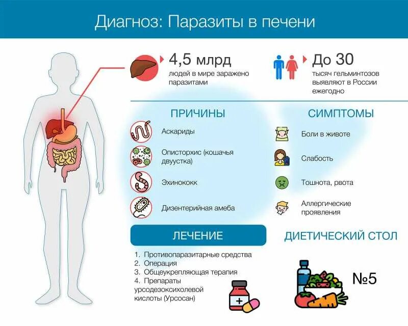В печени человека паразитирует