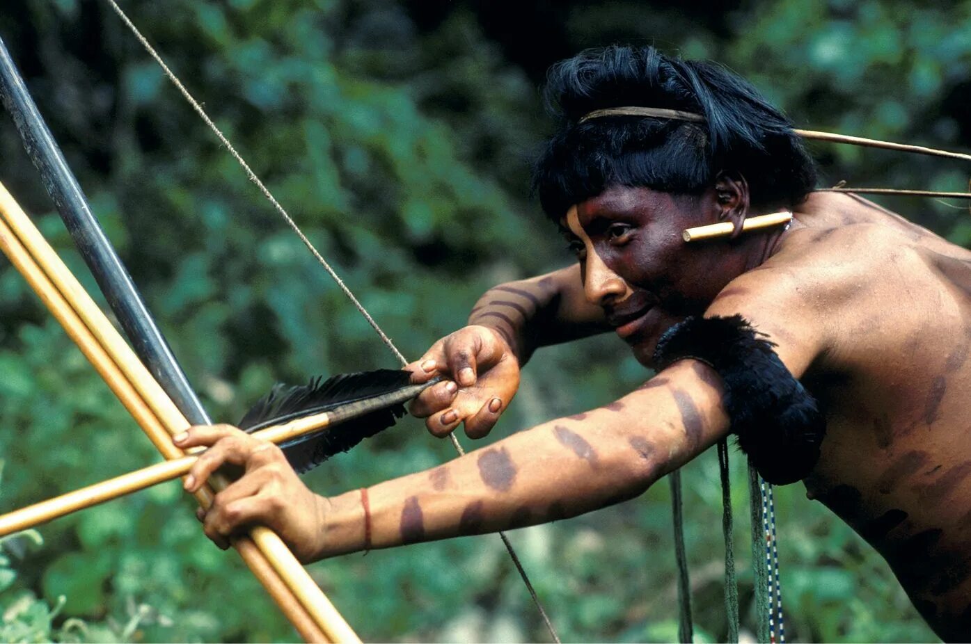 Амазонка индейцы яномамо. Яд из растения для стрел индейцев