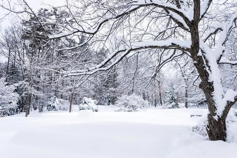 The most snowy