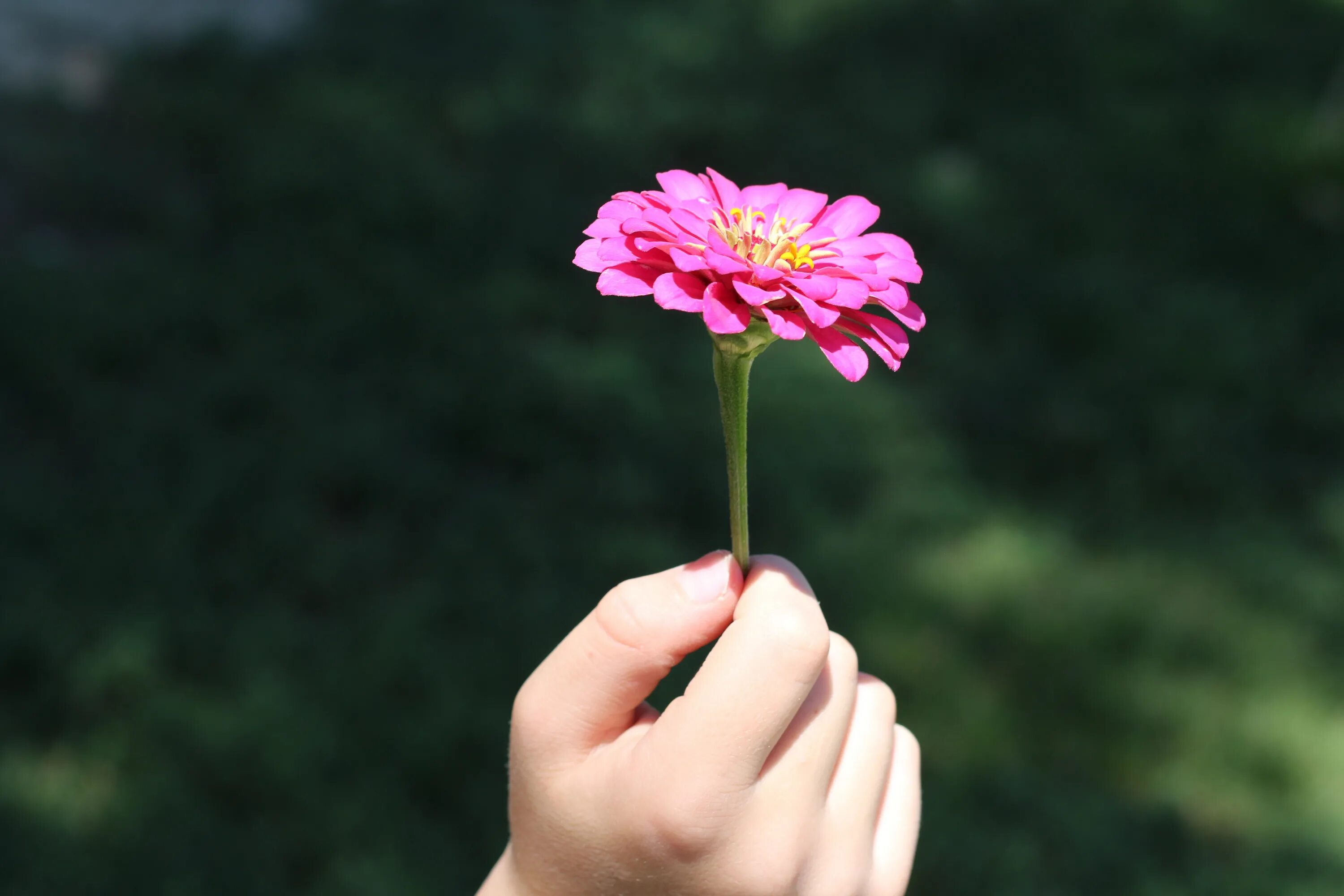 I a beautiful flower. Цветок на руку.. Цветочек в руке. Сорванный цветок. Рука с цветами.