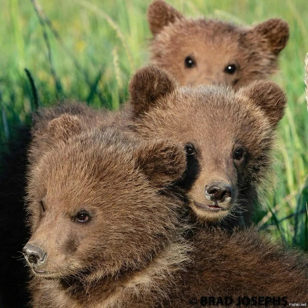 Фотографии 3 медведей. Три медвежонка. Трое медвежат. Три медведя картинки. Мишка и три медвежонка.
