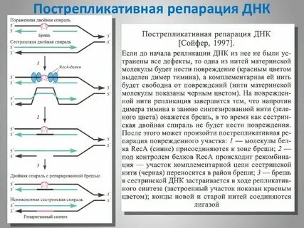 Пострепликативная репарация днк