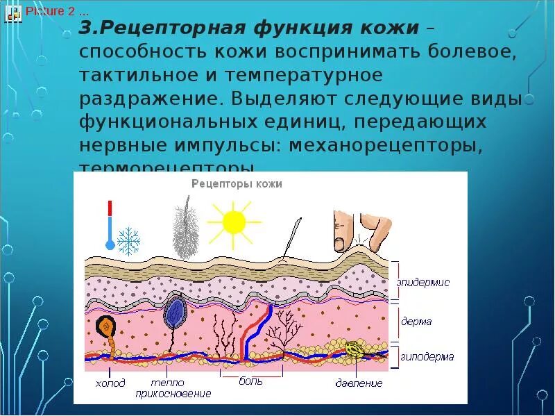 Рецепторная функция кожи. Нервно рецепторная функция кожи. Рецепторы кожи функции. Тактильные и температурные рецепторы кожи. Функция холодовых рецепторов кожи