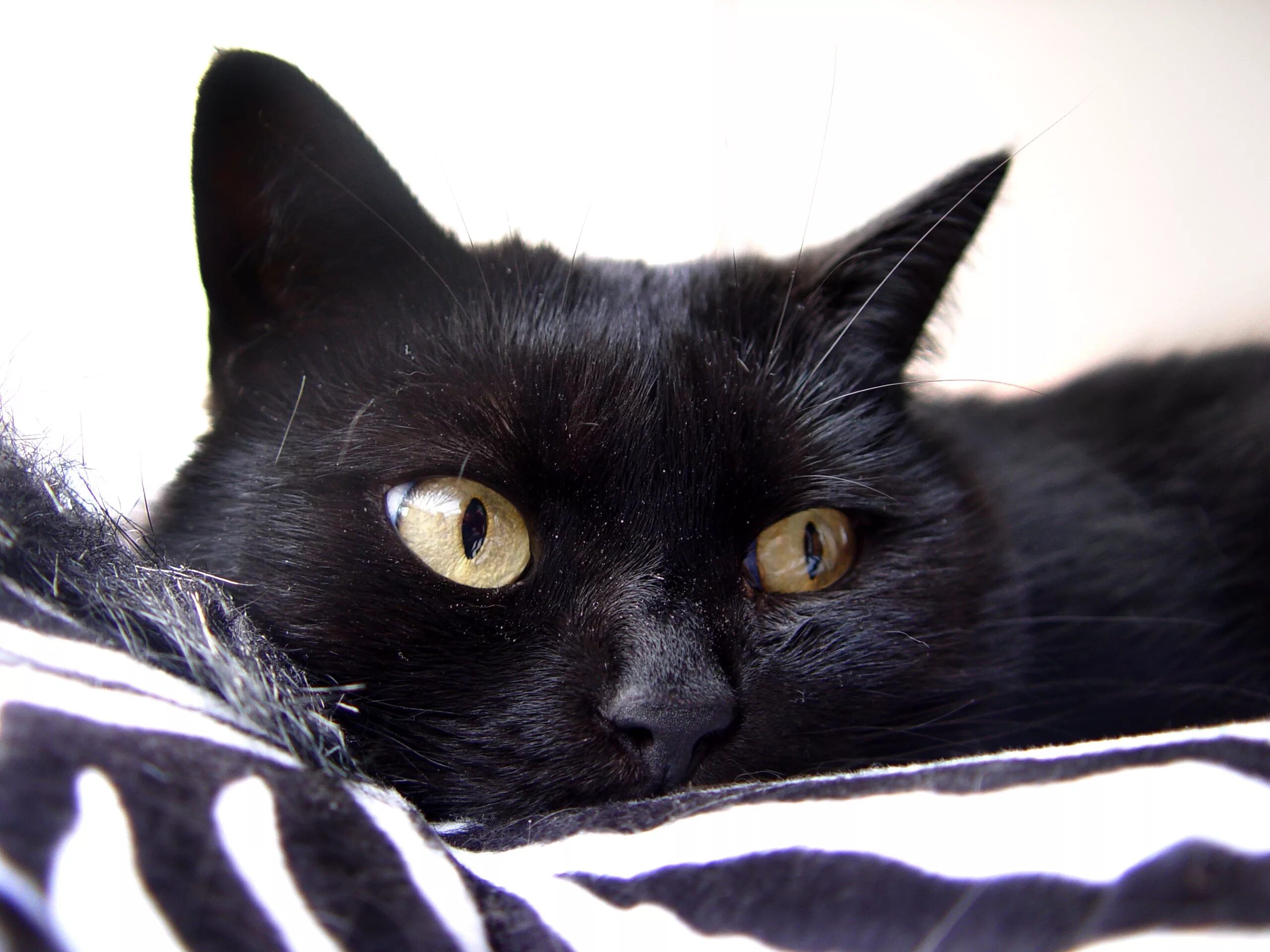 Бомбейская кошка. Чёрный кот. Черные коты. Черный.