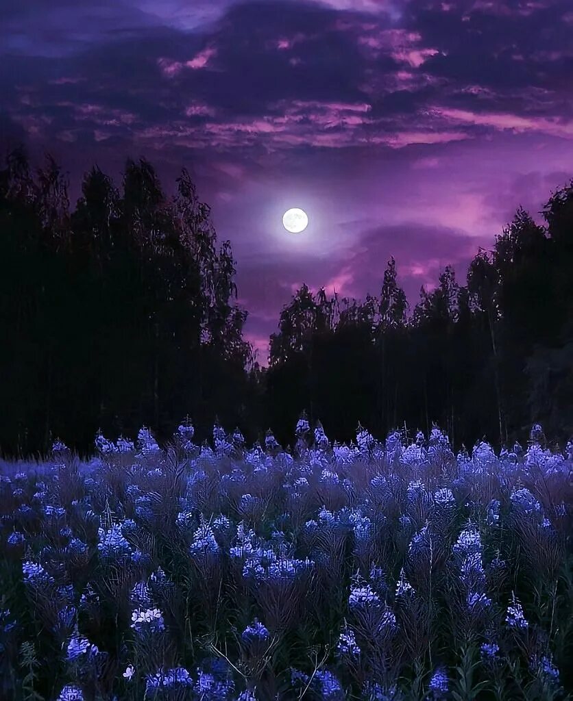 Тихой красивой ночи. Фиолетовый пейзаж. Фиолетовая ночь. Цветы ночью. Летняя ночь.