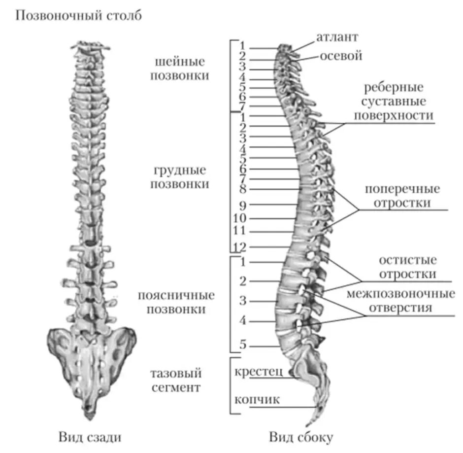 Строение позвоночника вид сбоку. Позвоночный столб и строение позвонка. Строение позвоночника человека сбоку. Отделы позвоночного столба человека схема. Сколько позвонков содержит позвоночник