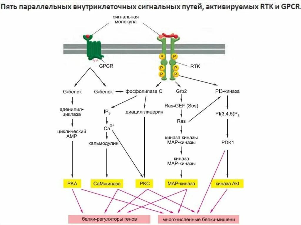 Передают сигналы в организме. Внутриклеточные сигнальные пути активации клеток. Патологии связанные с изменением уровня активации сигнальных путей. Внутриклеточная система передачи сигнала.