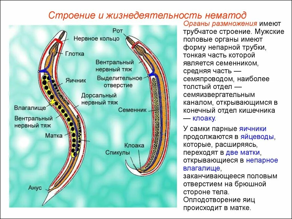 Строение систем круглых червей. Строение нематоды круглых червей. Половая система аскариды. Половая система нематод.