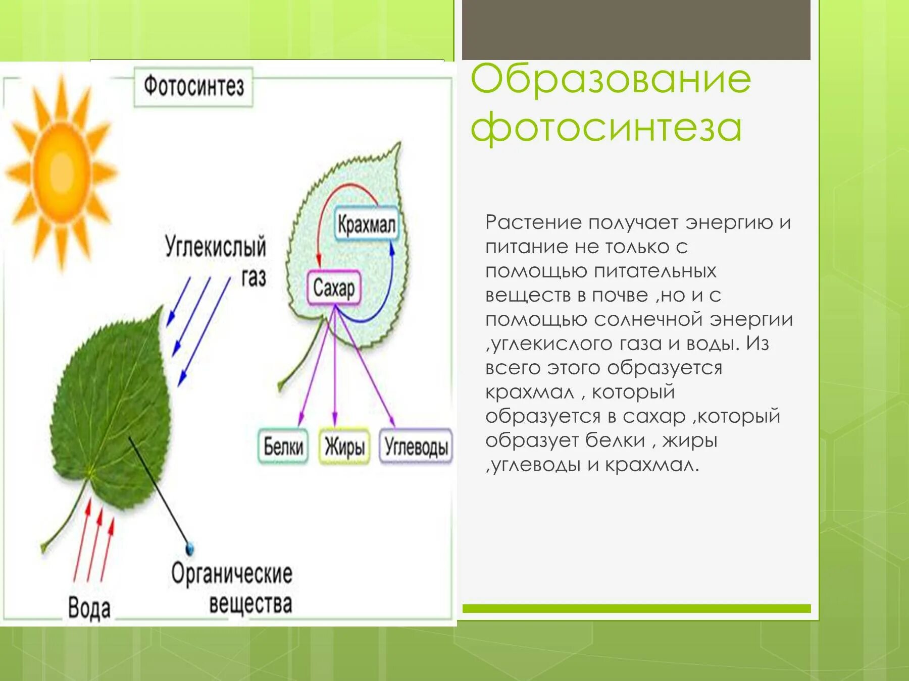 Задания по теме фотосинтез 6 класс. Схема дыхания растений 6 класс биология. Схема фотосинтеза у растений биология. Схема фотосинтеза и дыхания растений. Фотосинтез растений 6 класс биология.