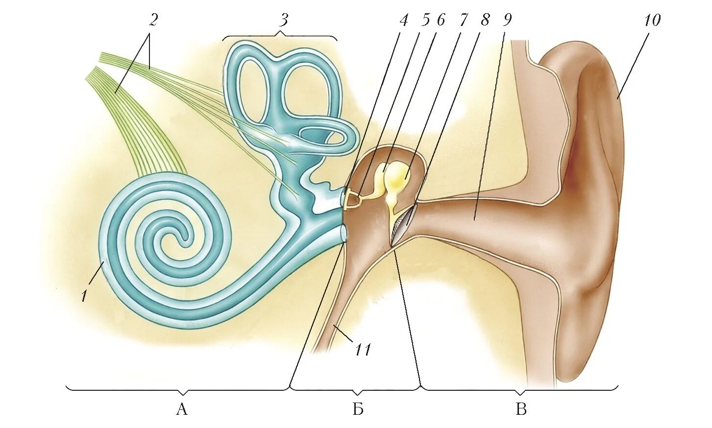 Строение уха рис 139. Строение уха человека. Строение внутреннего уха человека. Схема строения внутреннего уха. Чувствительный орган слуха