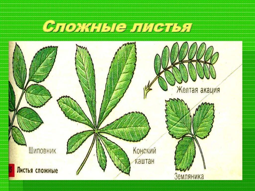 Обнови лист. Жилкование листьев каштана. конский каштан жилкование. жилкование листа шиповника. жилкование листа желтой акации.