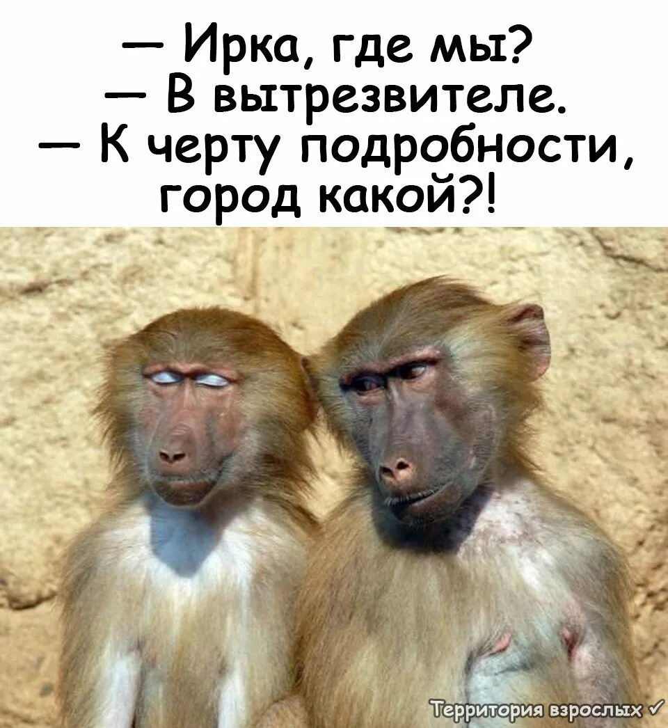 Он должен быть чуть красивее обезьяны