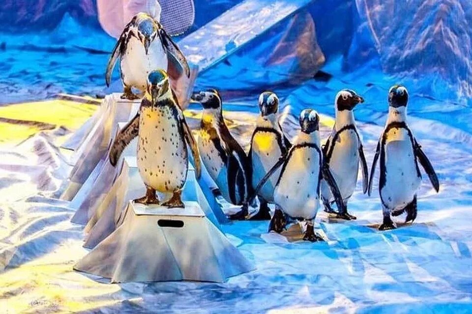 Шоу пингвинов