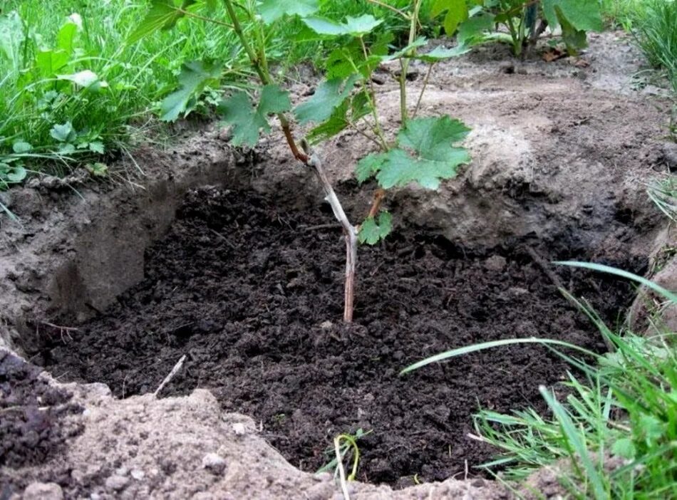 Сажаем виноград весной саженцами в открытый. Высаживание винограда. Виноград посадка саженцев весной. Посадка винограда весной саженцами. Посадочная яма для винограда.