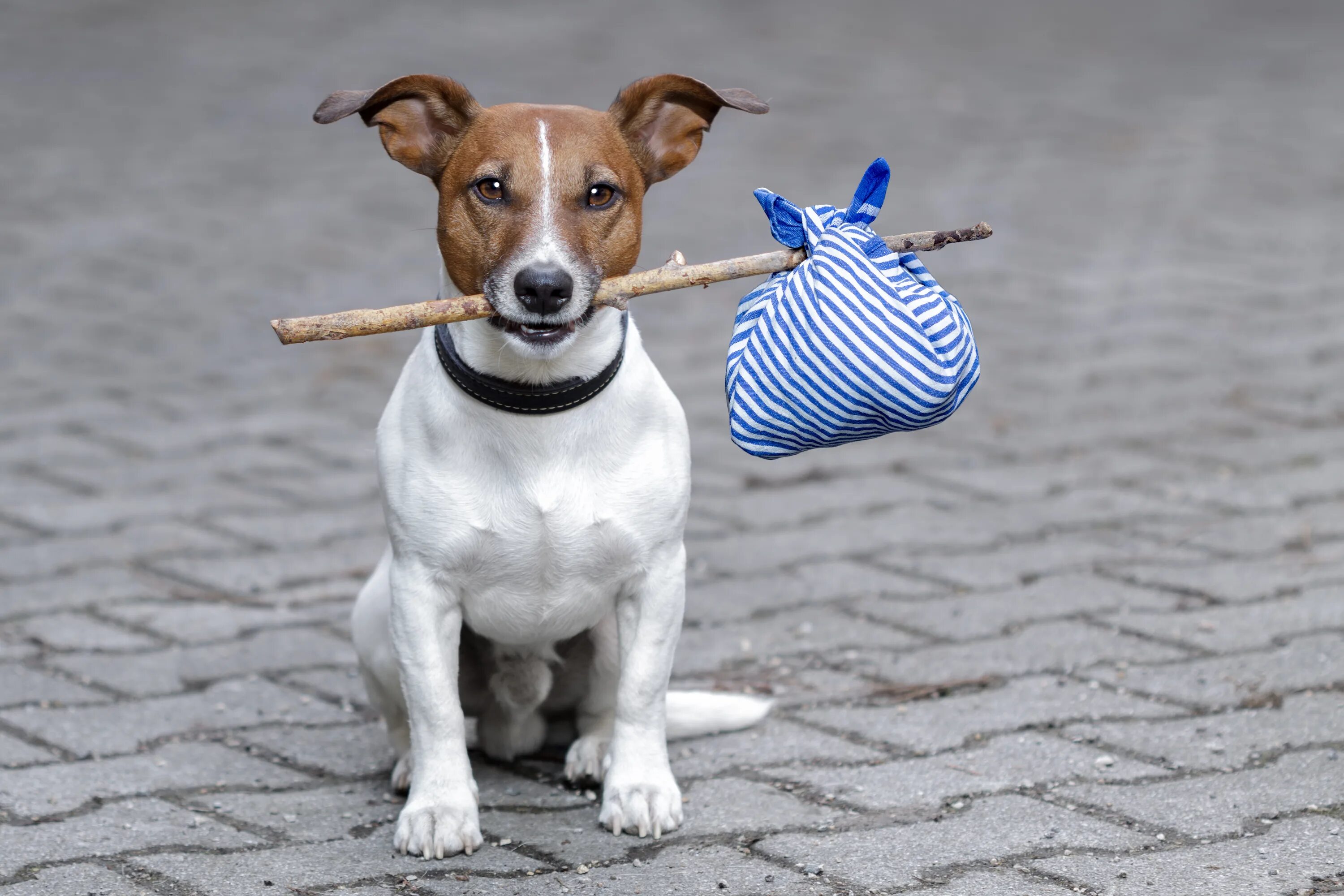 Собака есть палки. Джек-рассел-терьер. джек рассел собака. jack russell terrier. джек-рассел-терьер фото.