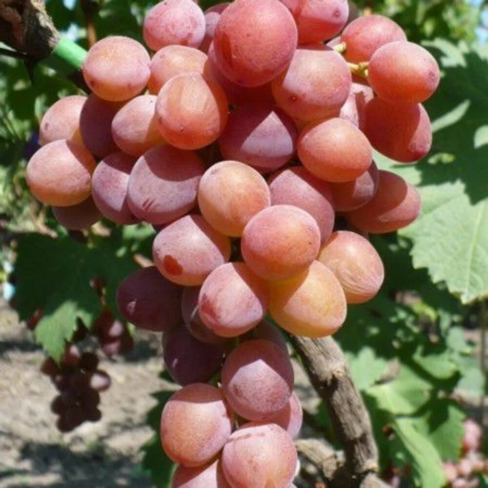 Виноград пестрый. Variegata виноград. Виноград пестрый описание отзывы. Виноград пестрый описание отзывы. Виноград пестрый описание отзывы.
