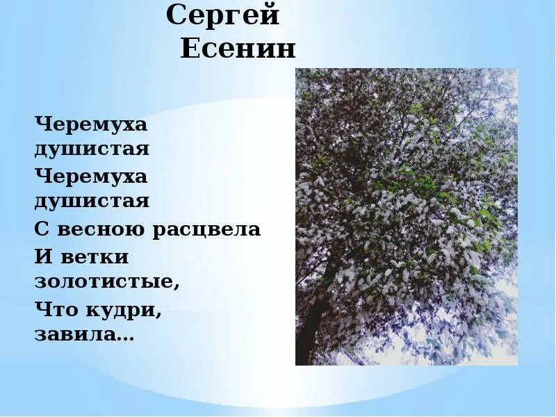 Метафоры черемуха