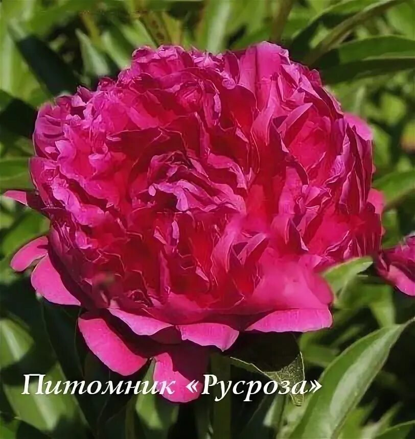 ПИОНЫ (корни) Пион Блэк Бьюти купить в интернет-магазине