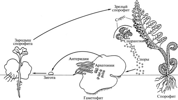 Функция гаметофита папоротников. Спорофит схема. Схема развития папоротника. ЖЦ спорофита. Чередование поколений у папоротников схема.