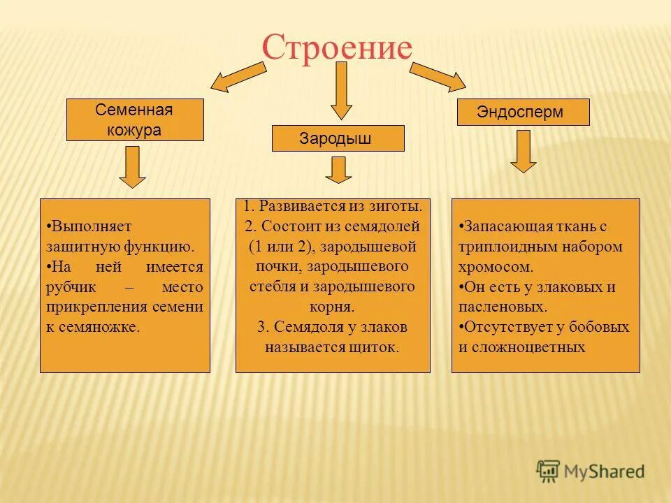 Почечка семенная семенная кожура семядоли стебелёк. Семенная кожура состоит из. Какую функцию выполняет семенная кожура. Семенная кожура состоит из. Функции семени растений.