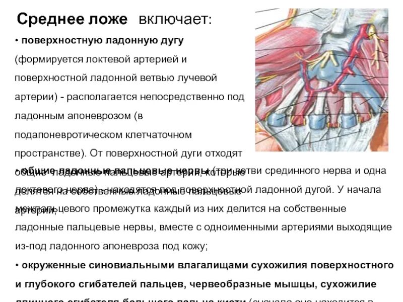 Фасциальные пространства кисти. Фасциальные ложа кисти. Средняя фасциальное ложе кисти. Фпсуэциальнве пространства кисти.