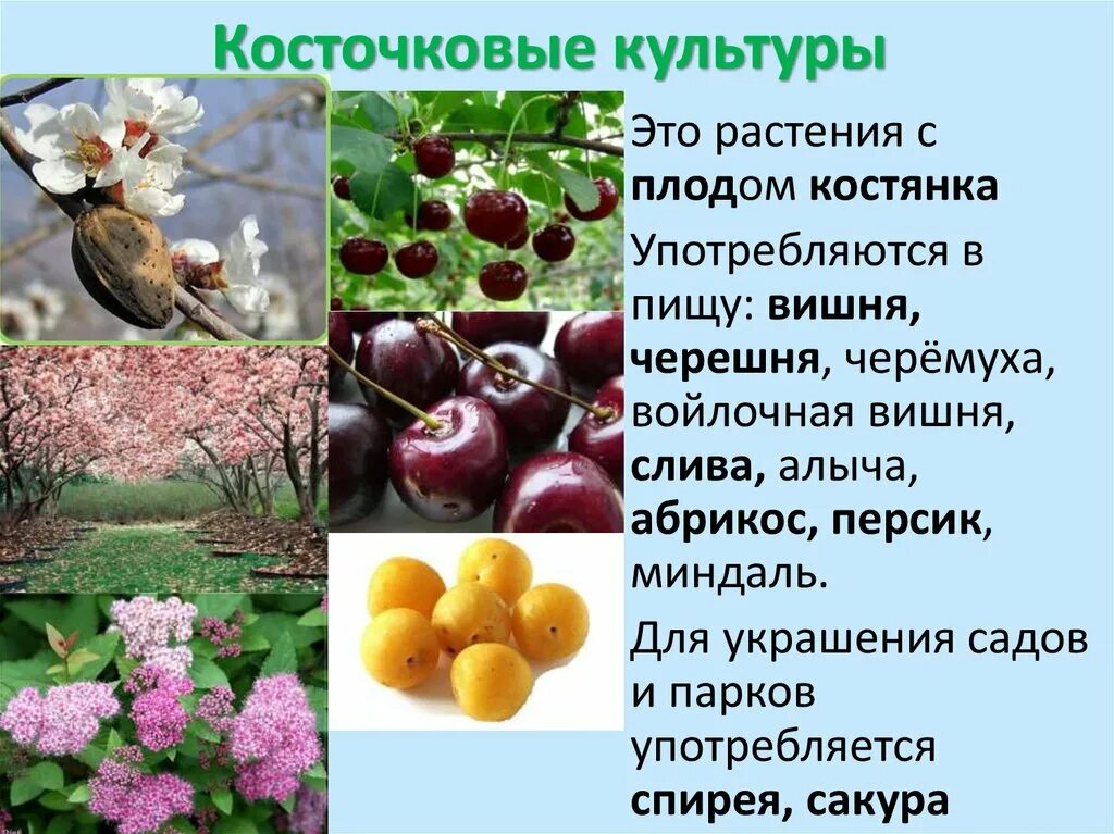 2 плодовых растений. Косточковые плодовые культуры. Косточковые плоды вишня. Косточковые плоды абрикос. Плодово ягодные культурные растения.