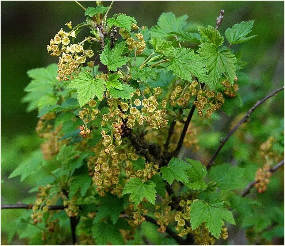 Ribes (смородина) Цветущая. Белая смородина цветение. Смородина белая куст. Черная смородина цветение.